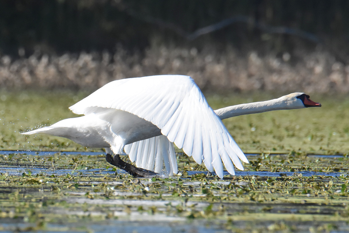 Mute Swans at Inbocht Bay 03