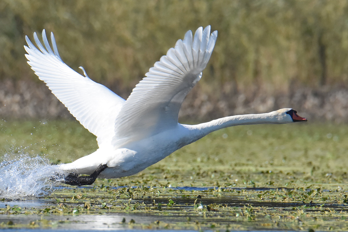 Mute Swans at Inbocht Bay 04