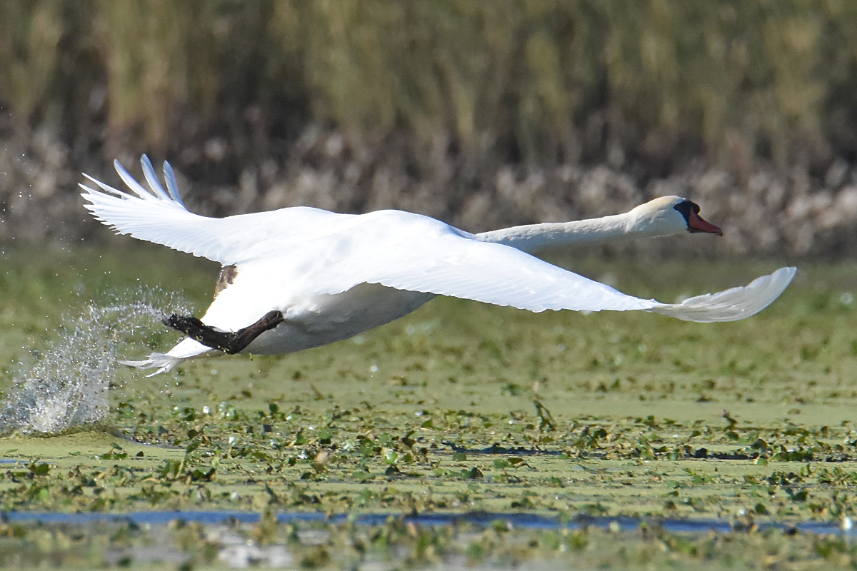 Mute Swans at Inbocht Bay 05