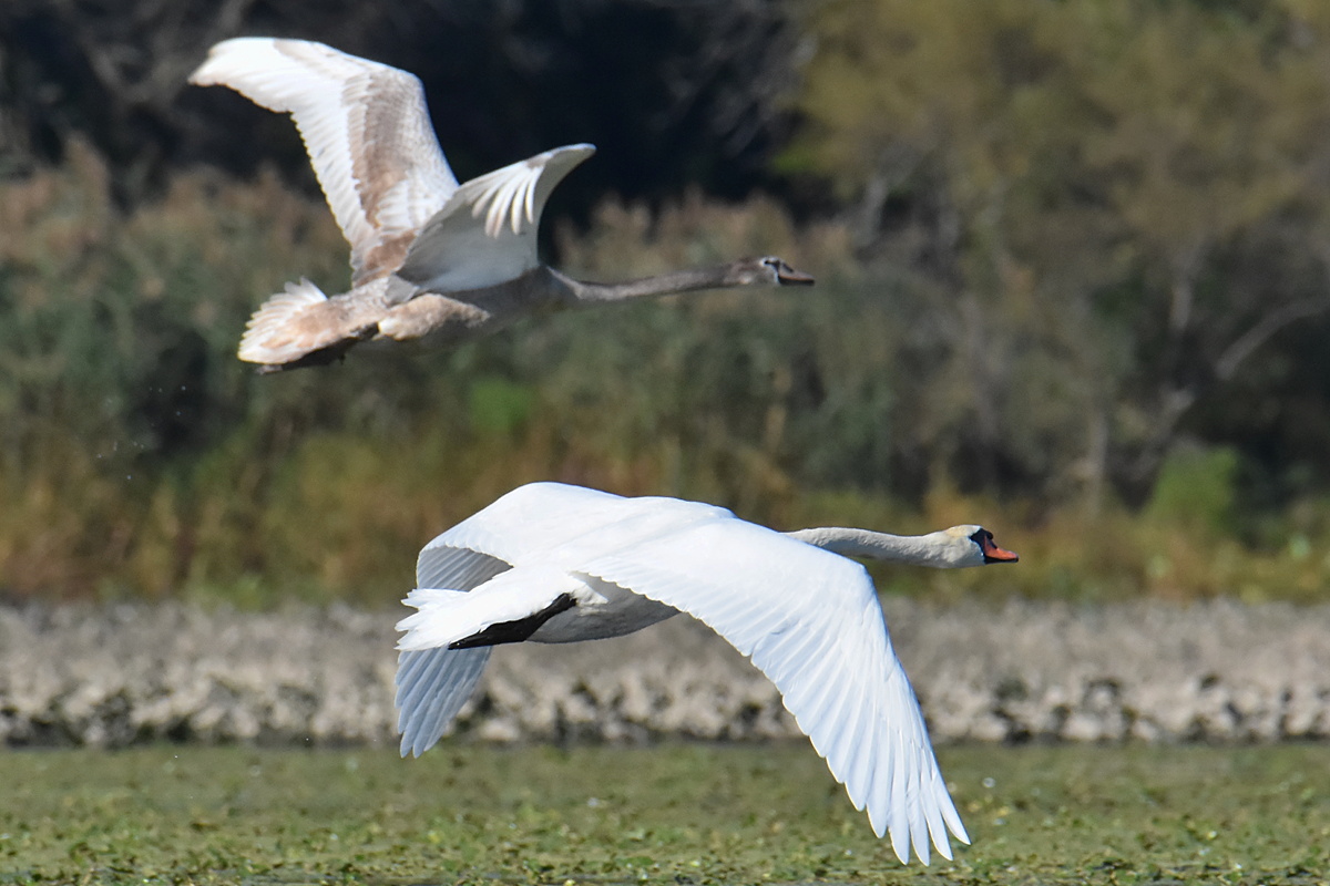 Mute Swans at Inbocht Bay 06