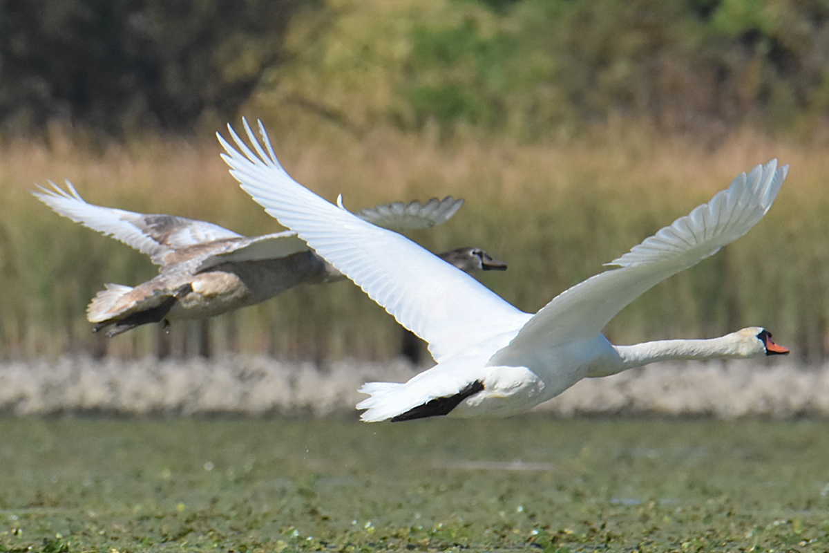 Mute Swans at Inbocht Bay 07