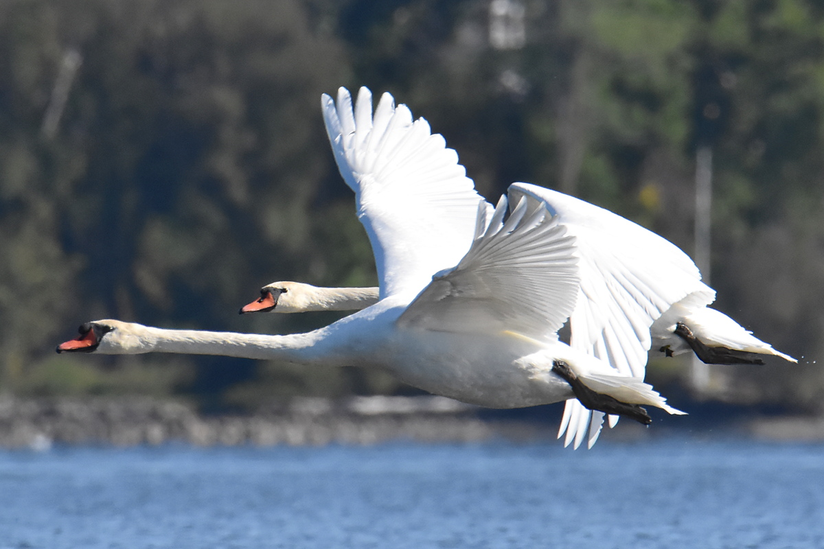 Mute Swans at Inbocht Bay 09