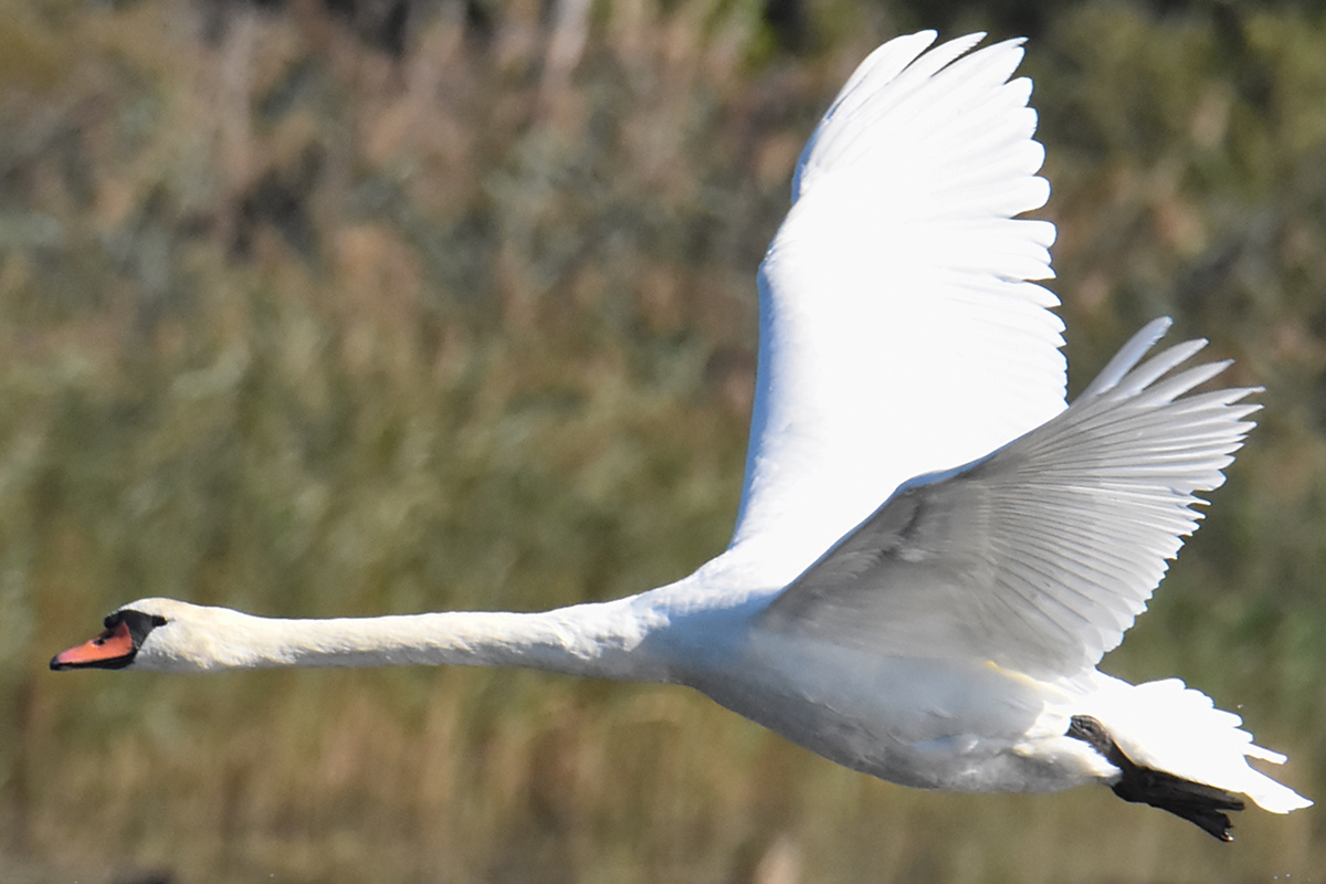 Mute Swans at Inbocht Bay 11