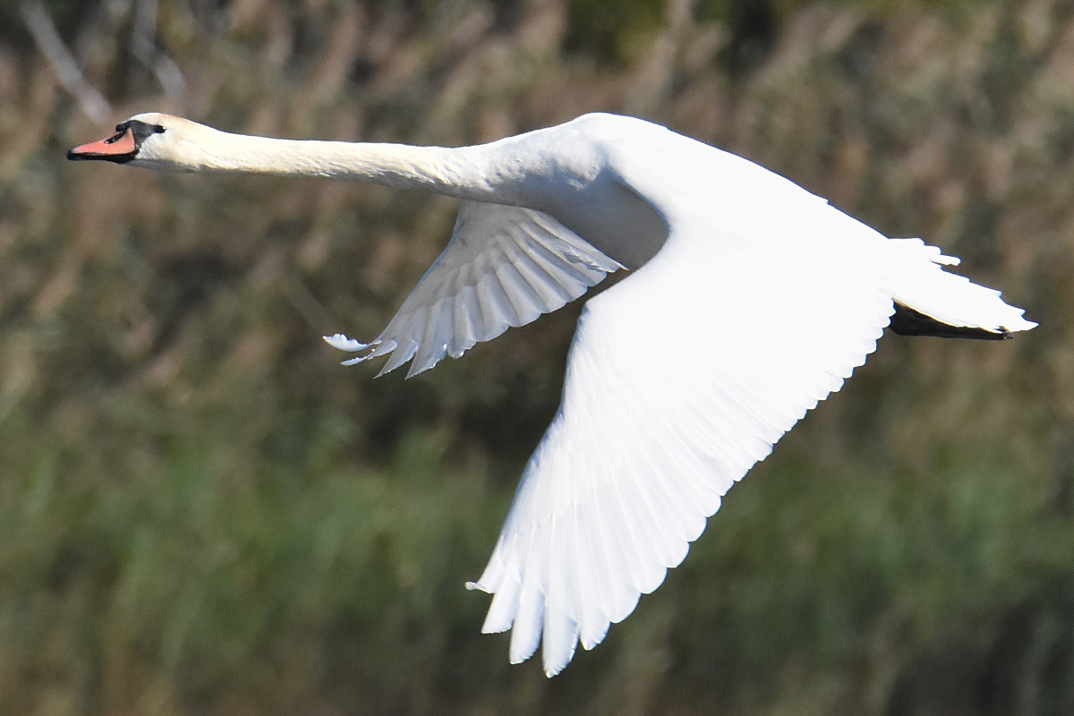 Mute Swans at Inbocht Bay 12