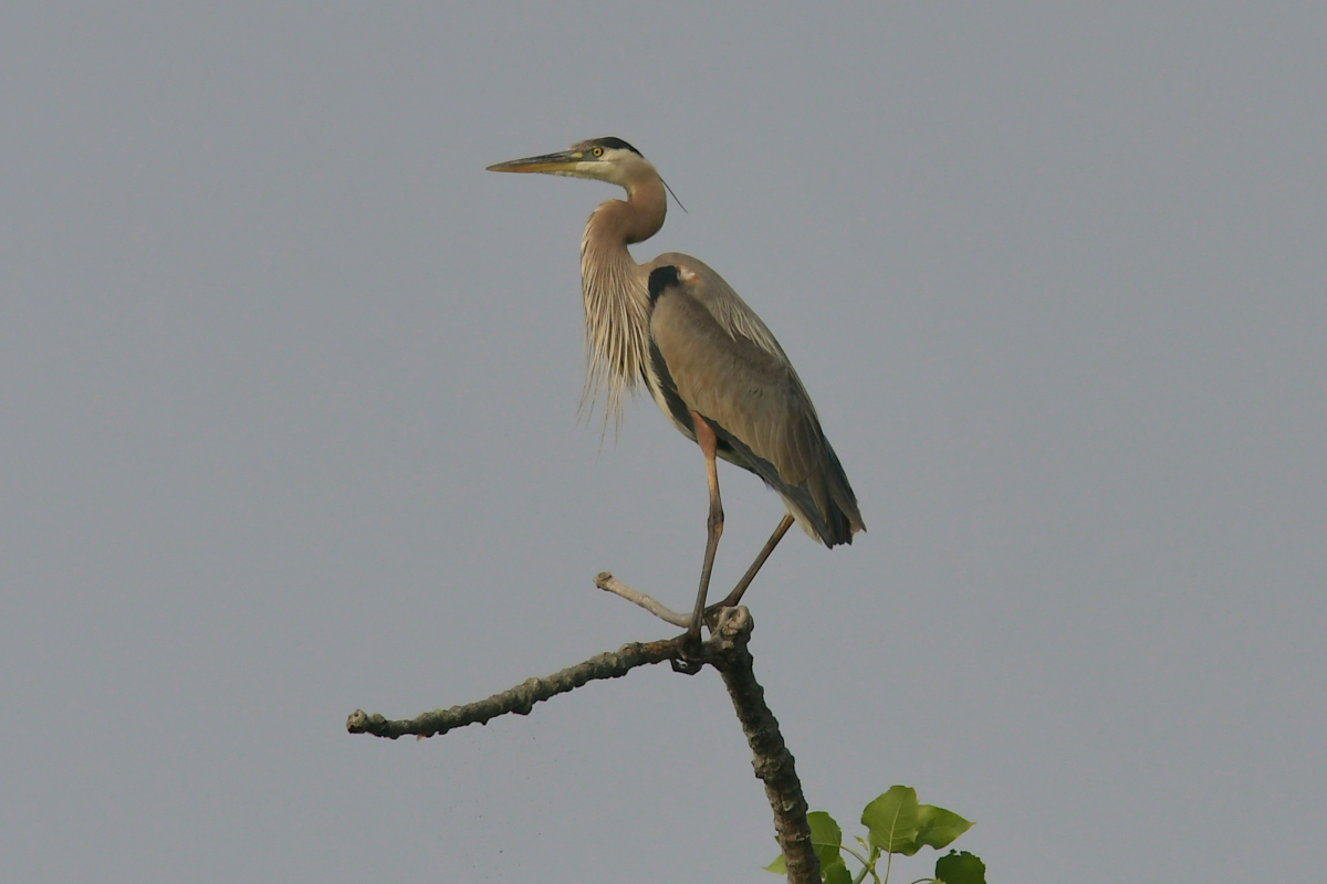Stockport Flats (Tony) 02