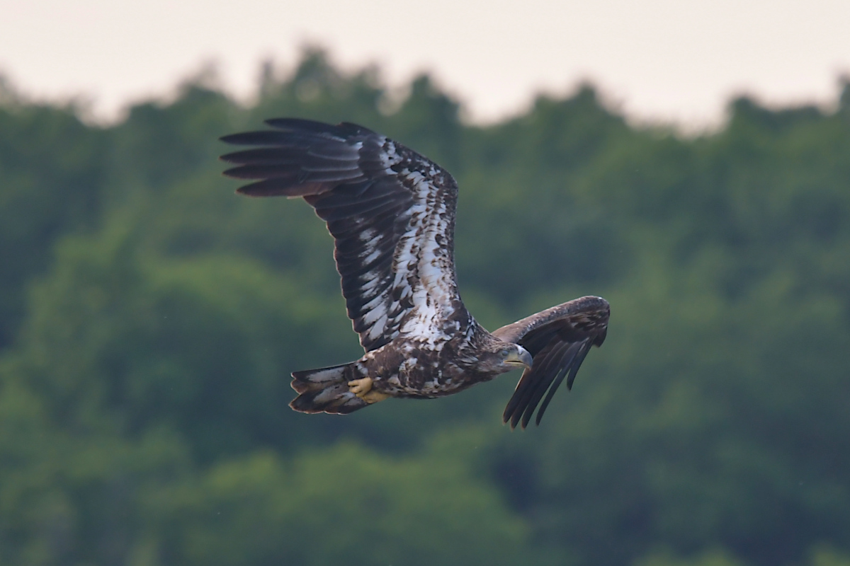 Stockport Flats (Tony) 06