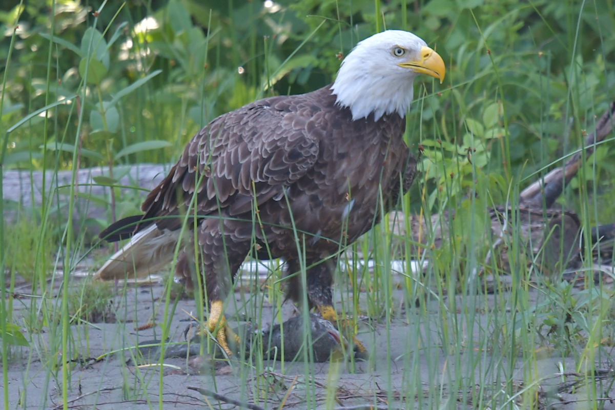 Stockport Flats (Tony) 11