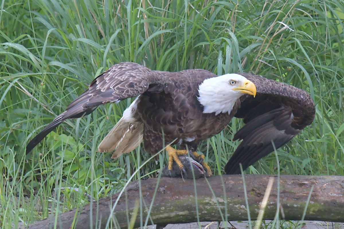 Stockport Flats (Tony) 14
