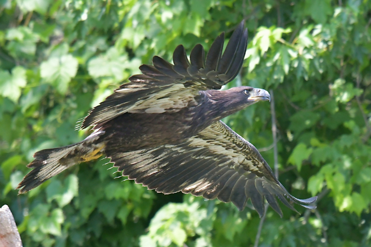 Stockport Flats (Tony) 19
