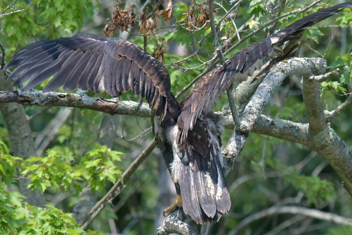 Stockport Flats (Tony) 21