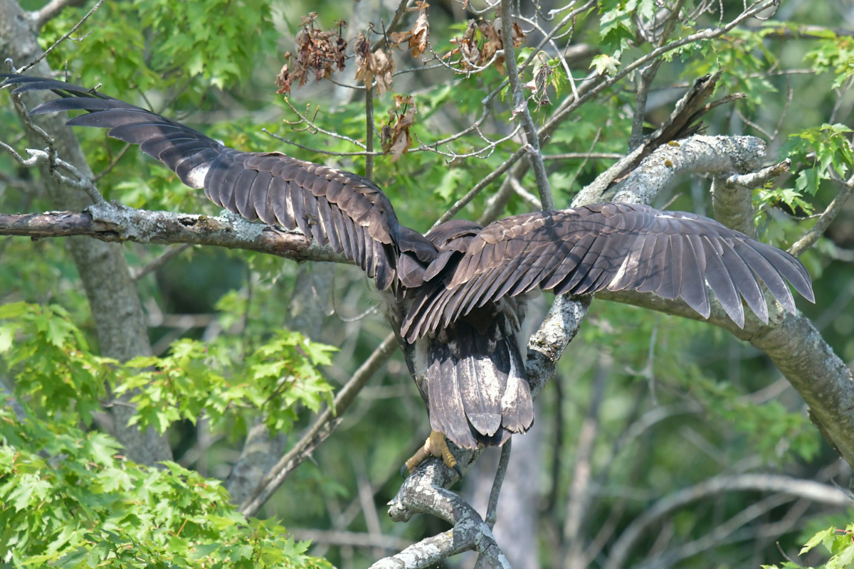 Stockport Flats (Tony) 22