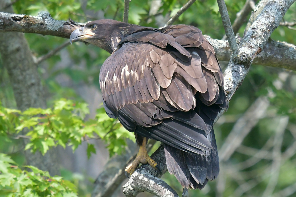 Stockport Flats (Tony) 24
