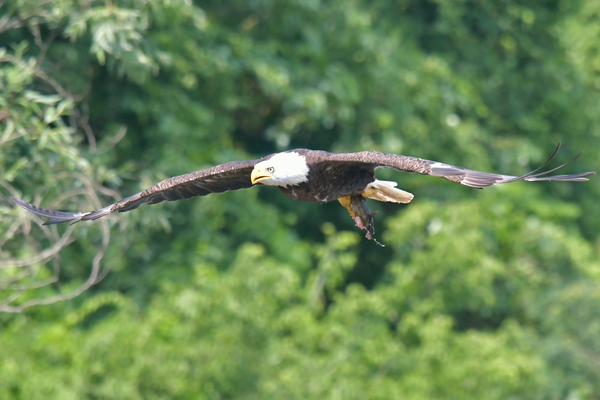 Stockport Flats (Tony) 25