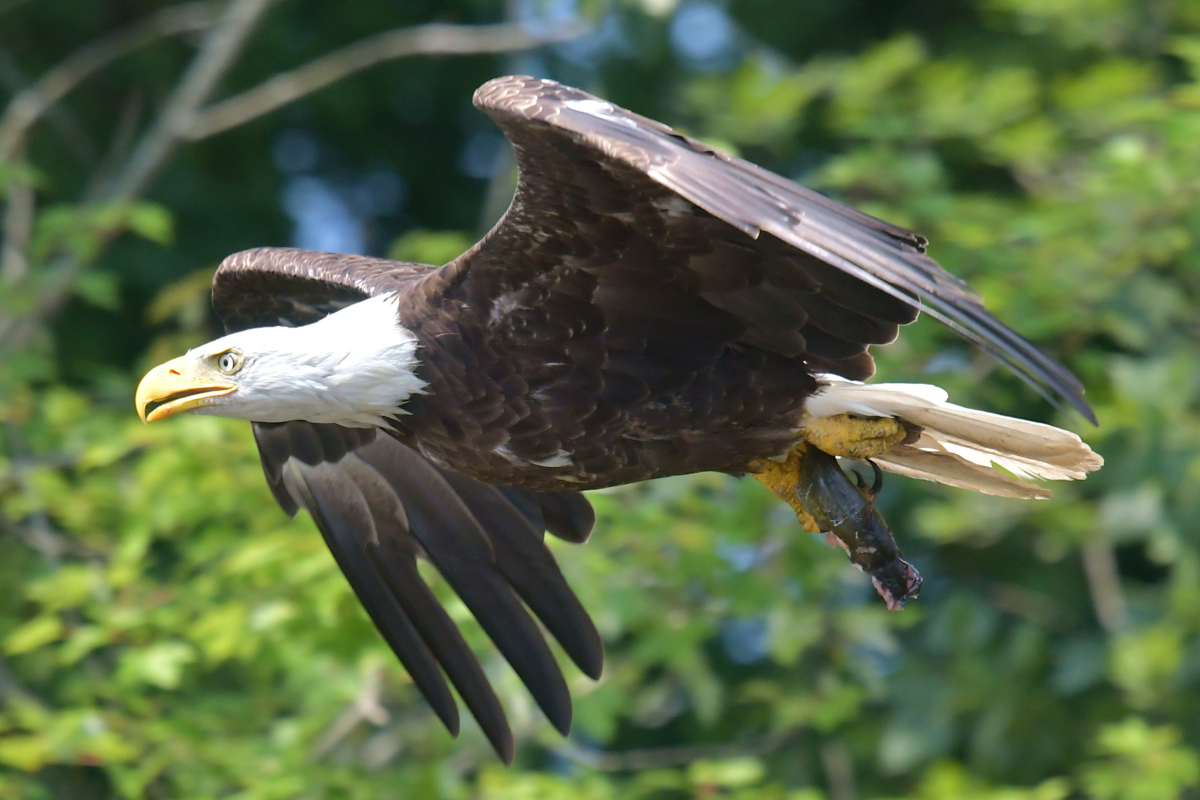 Stockport Flats (Tony) 26