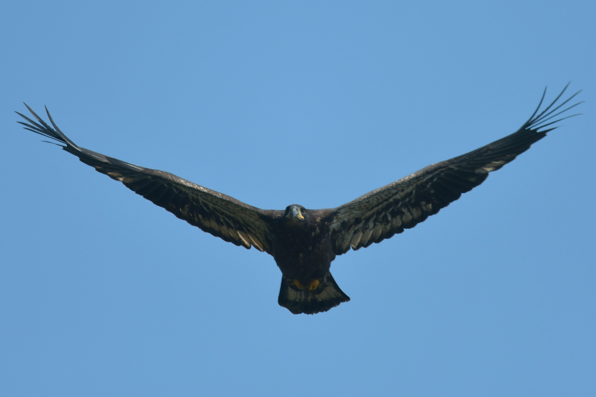 Stockport Flats (Tony) 27