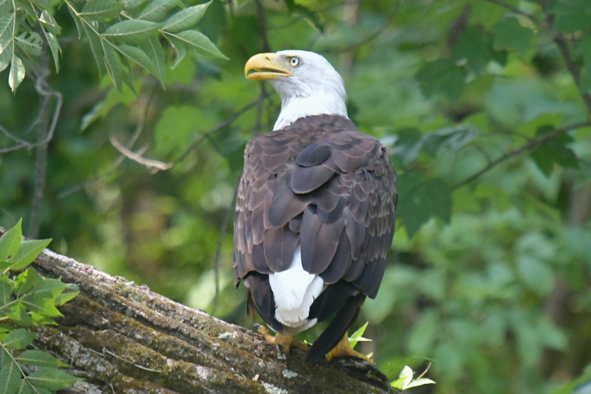 Stockport Flats (Tony) 29