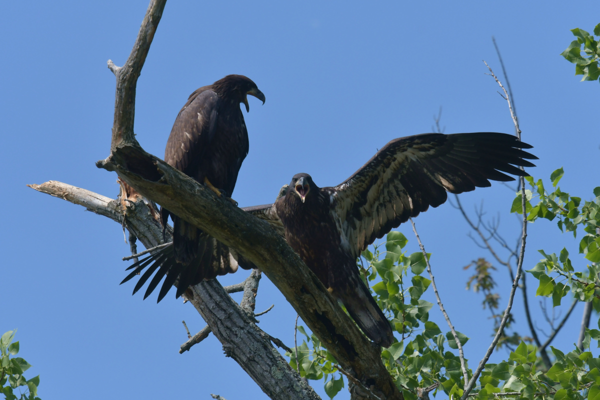 Stockport Flats (Tony) 30