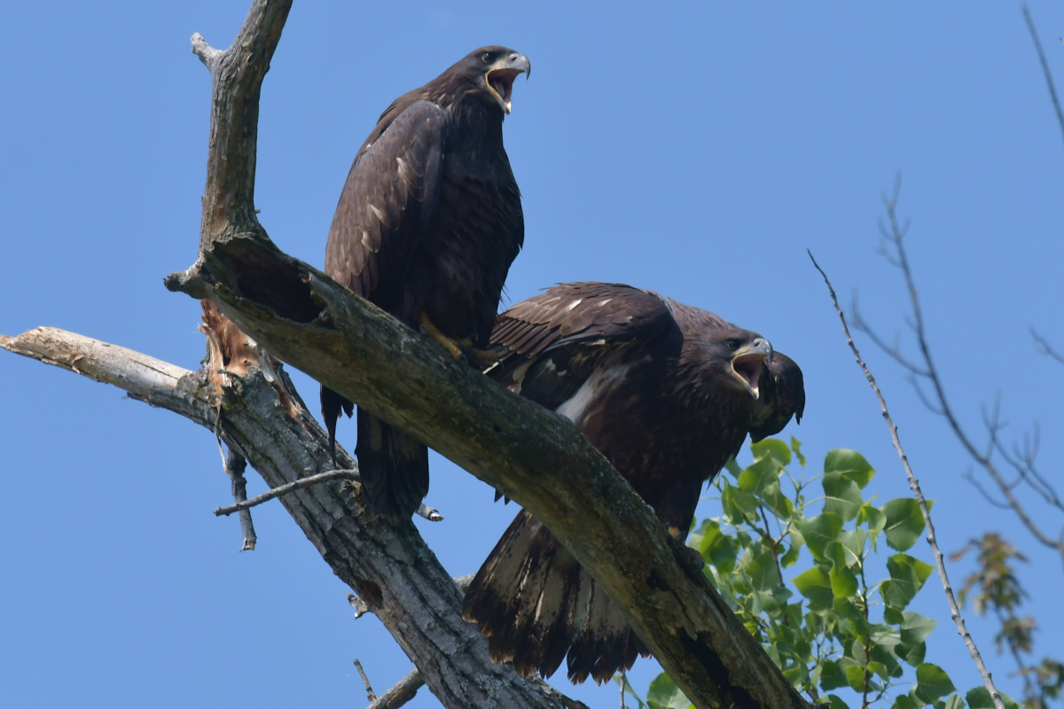 Stockport Flats (Tony) 31