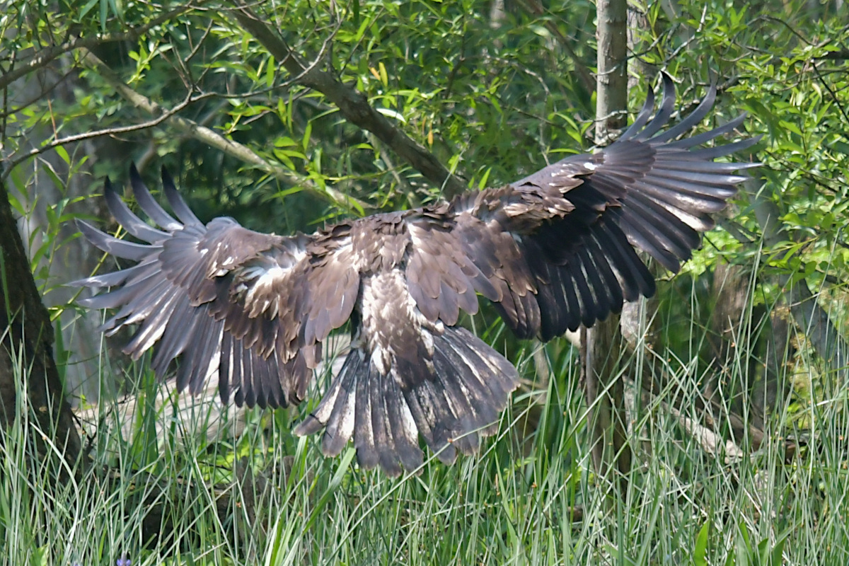 Stockport Flats (Tony) 33