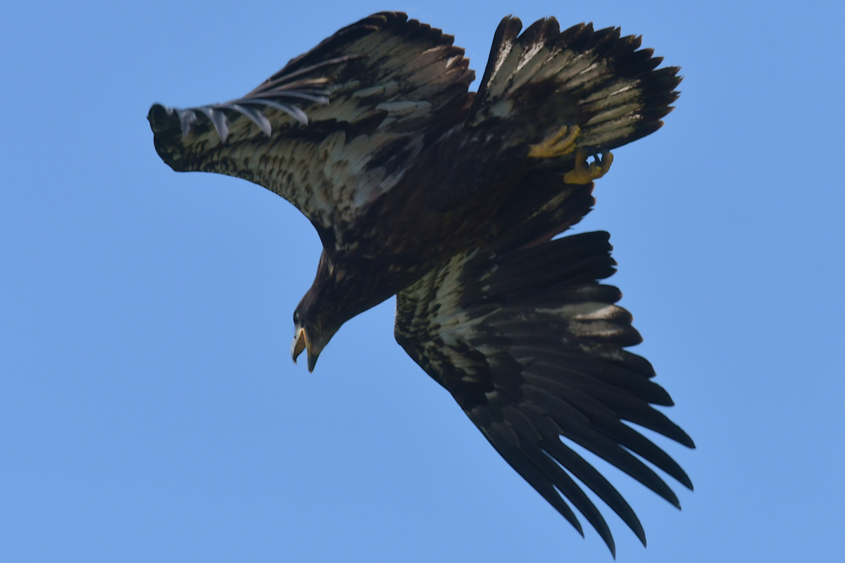 Stockport Flats (Tony) 34