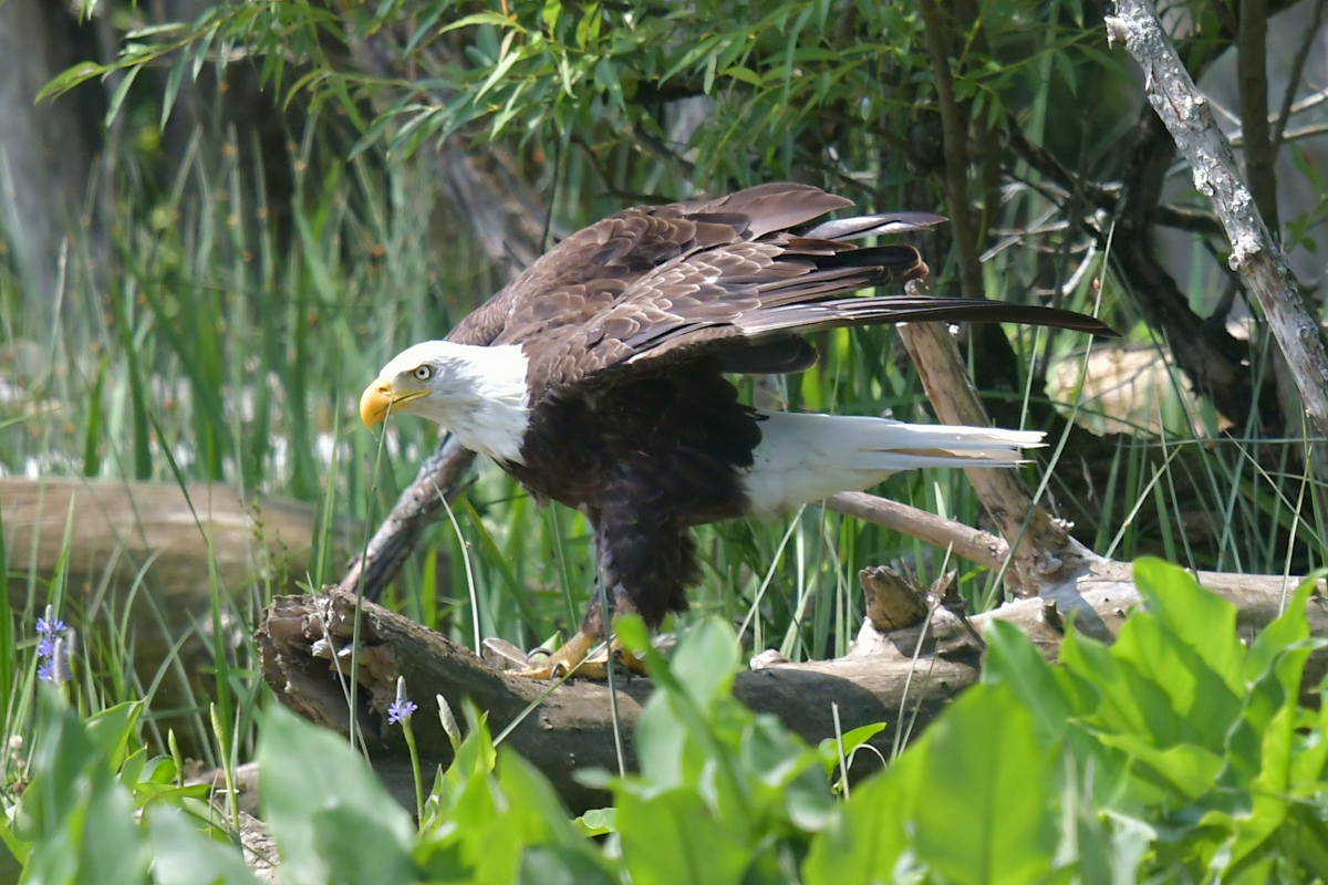 Stockport Flats (Tony) 36