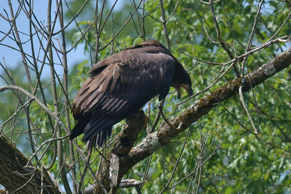 Stockport Flats (Tony) 37