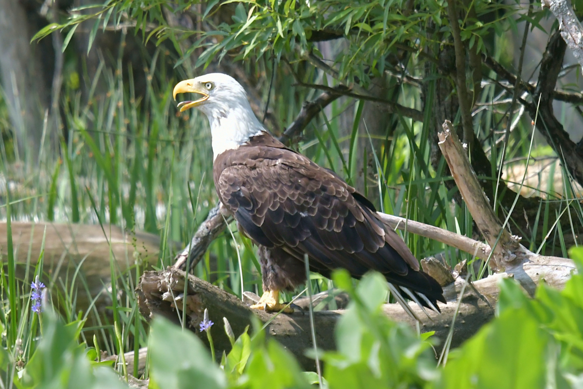 Stockport Flats (Tony) 38