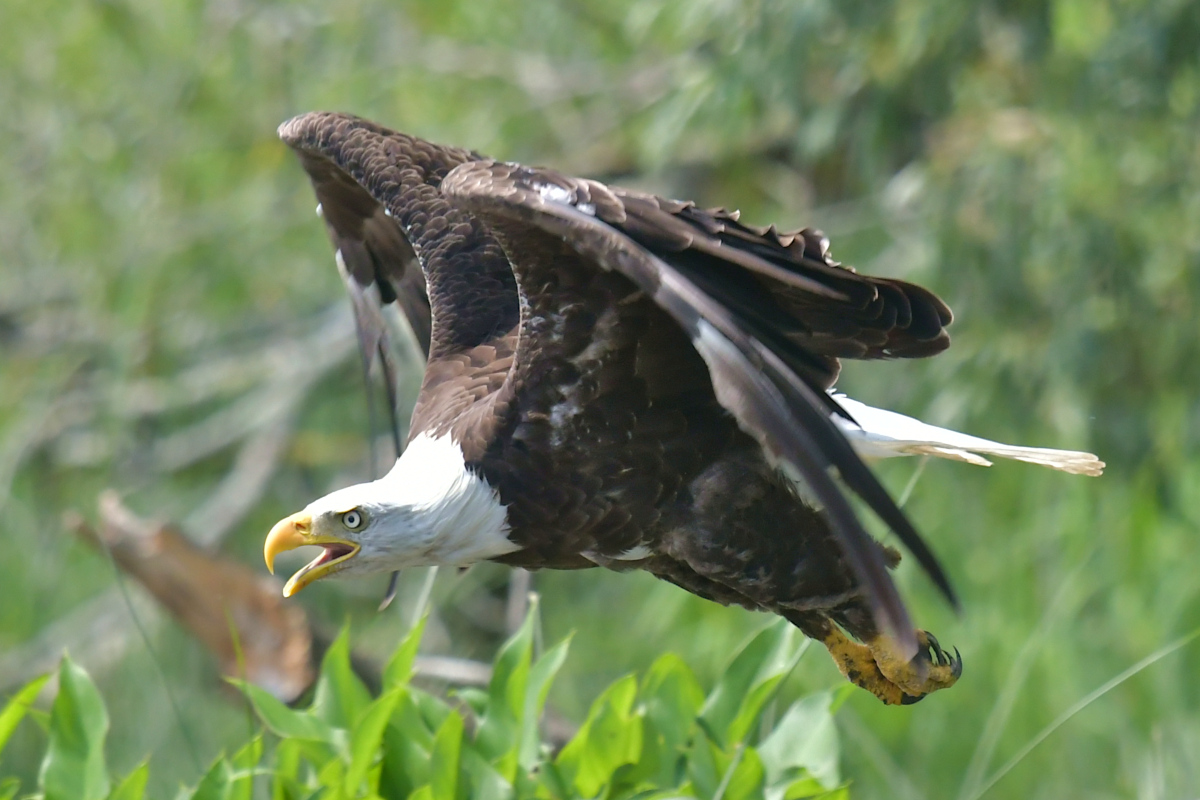 Stockport Flats (Tony) 40