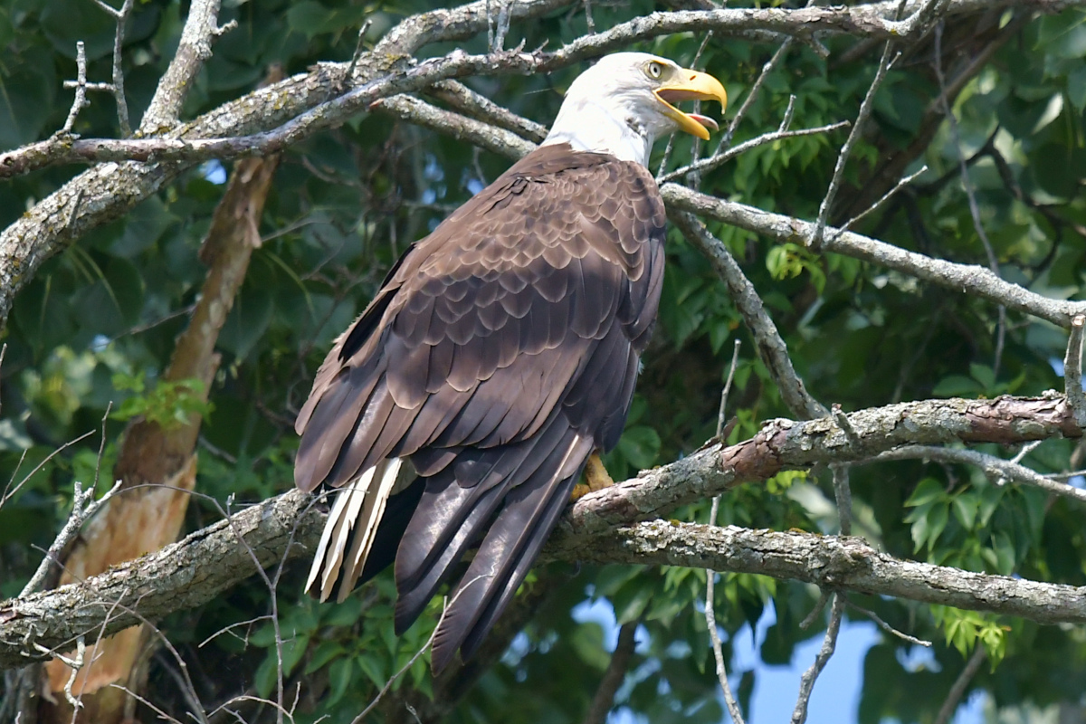 Stockport Flats (Tony) 41