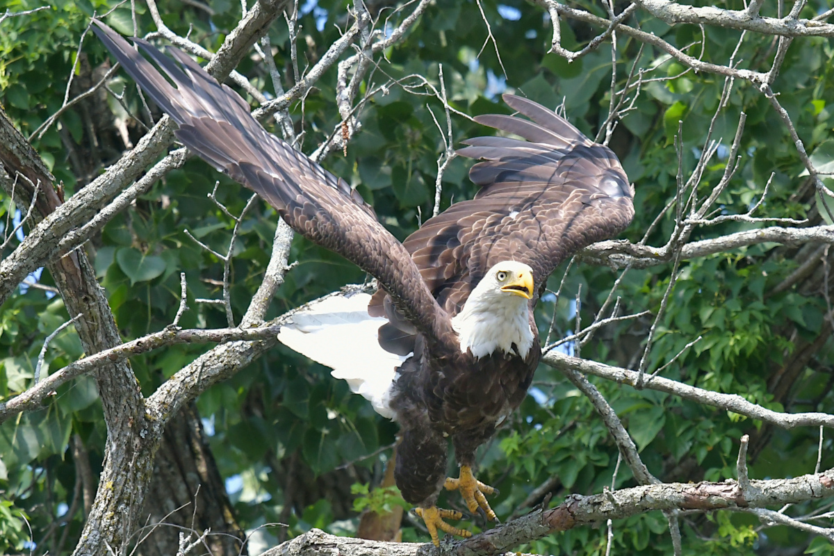 Stockport Flats (Tony) 42