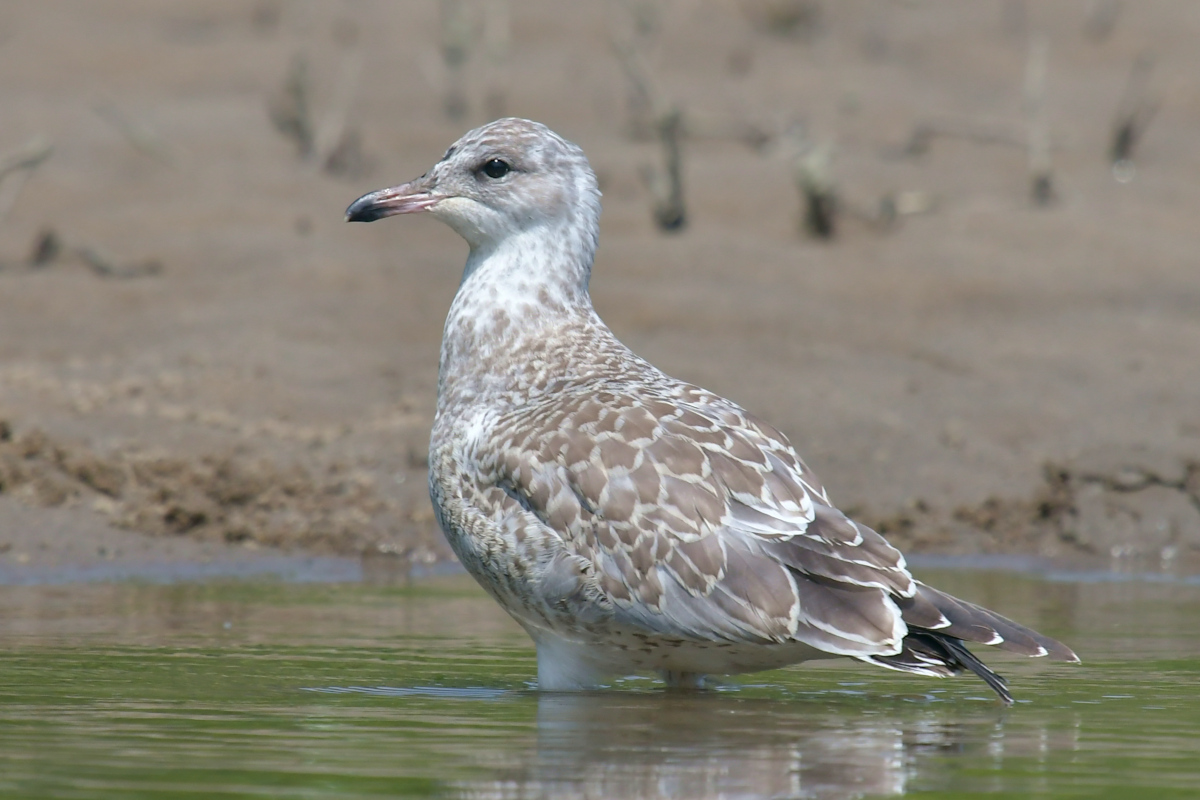 Stockport Flats (Tony) 43
