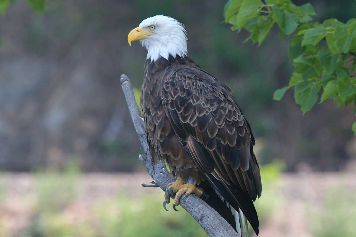 Stockport Flats (Tony) 44
