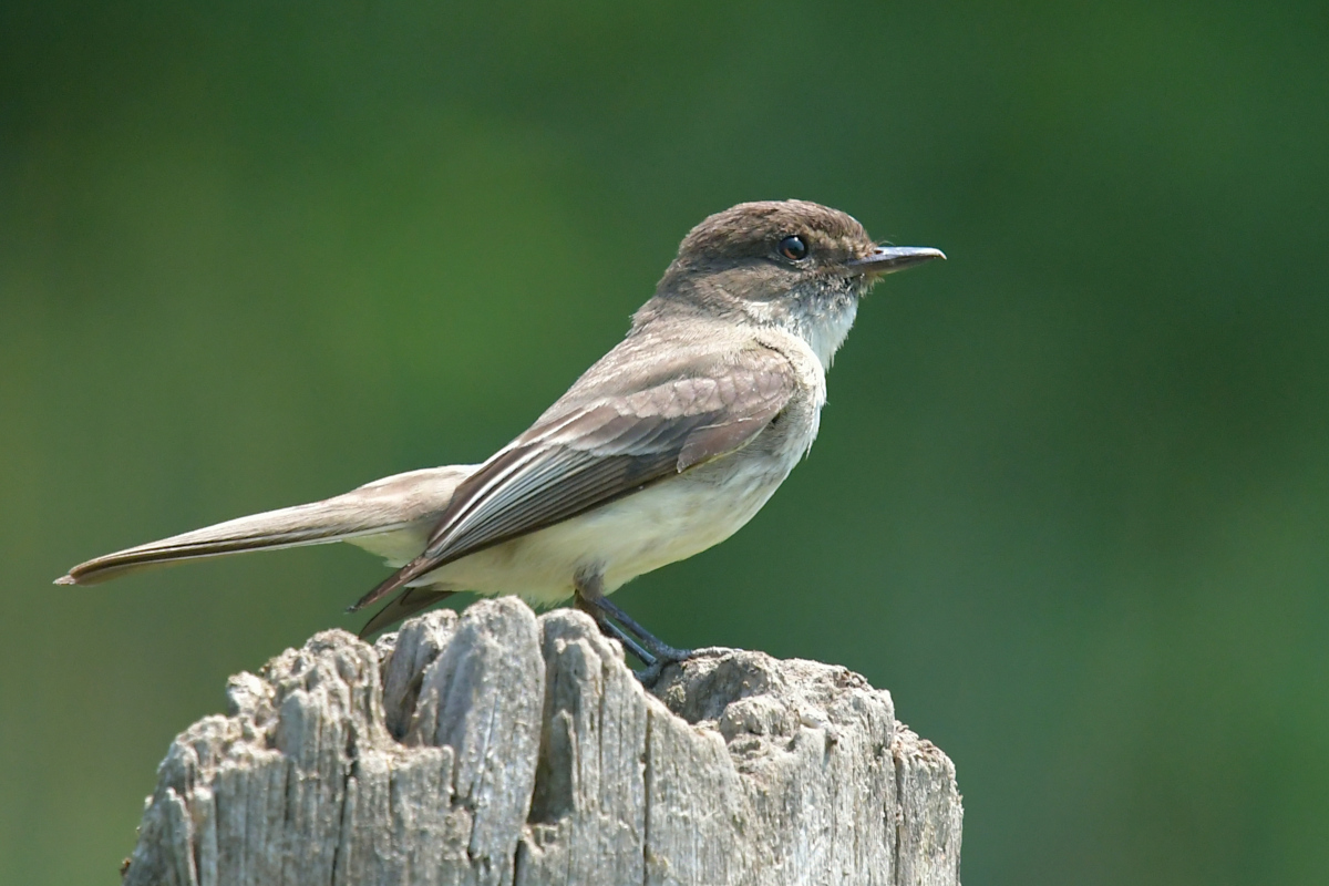 Stockport Flats (Tony) 46