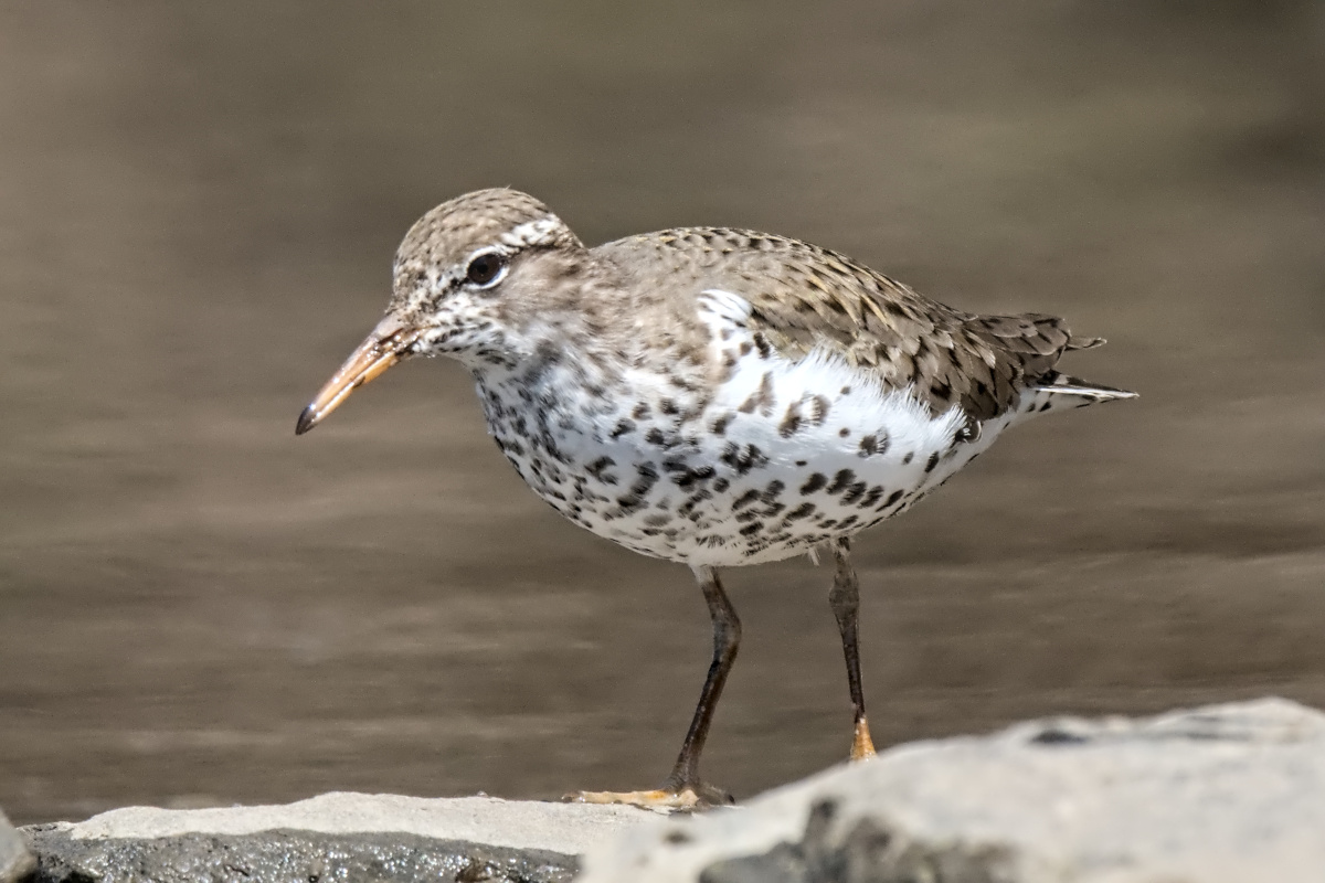 Wagers Pond & Vicinity 02