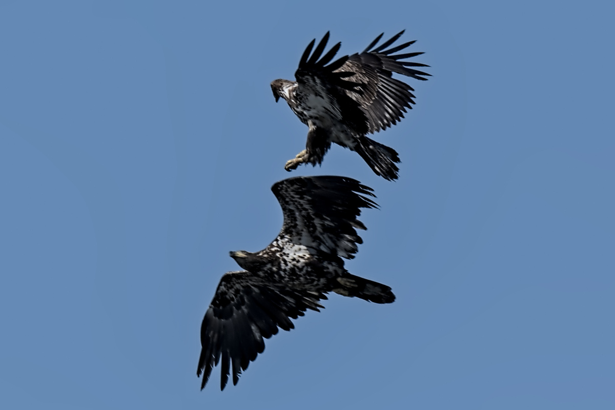 Wagers Pond & Vicinity 04