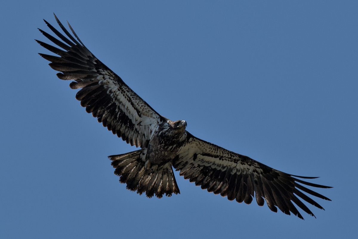 Wagers Pond & Vicinity 07