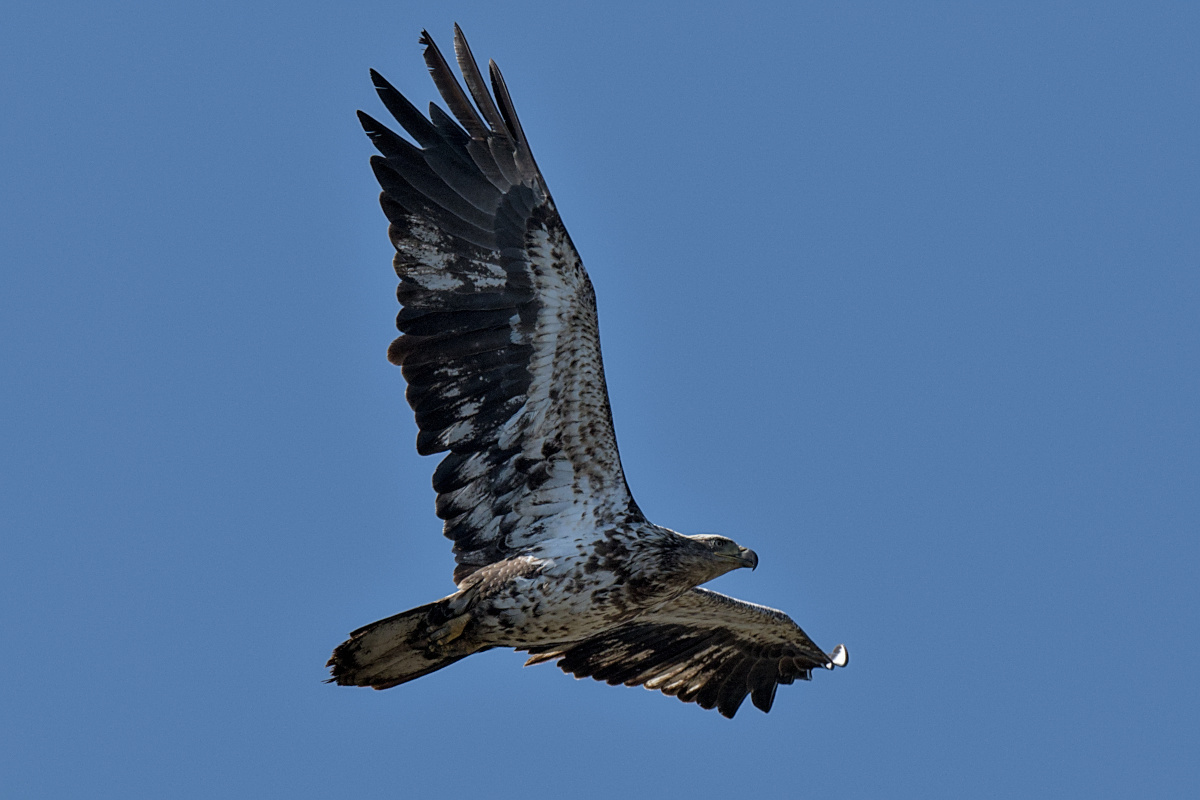 Wagers Pond & Vicinity 08