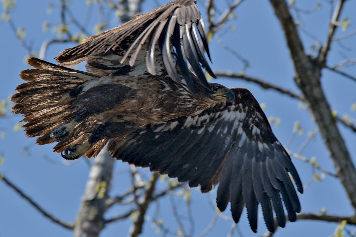 Wagers Pond & Vicinity 09