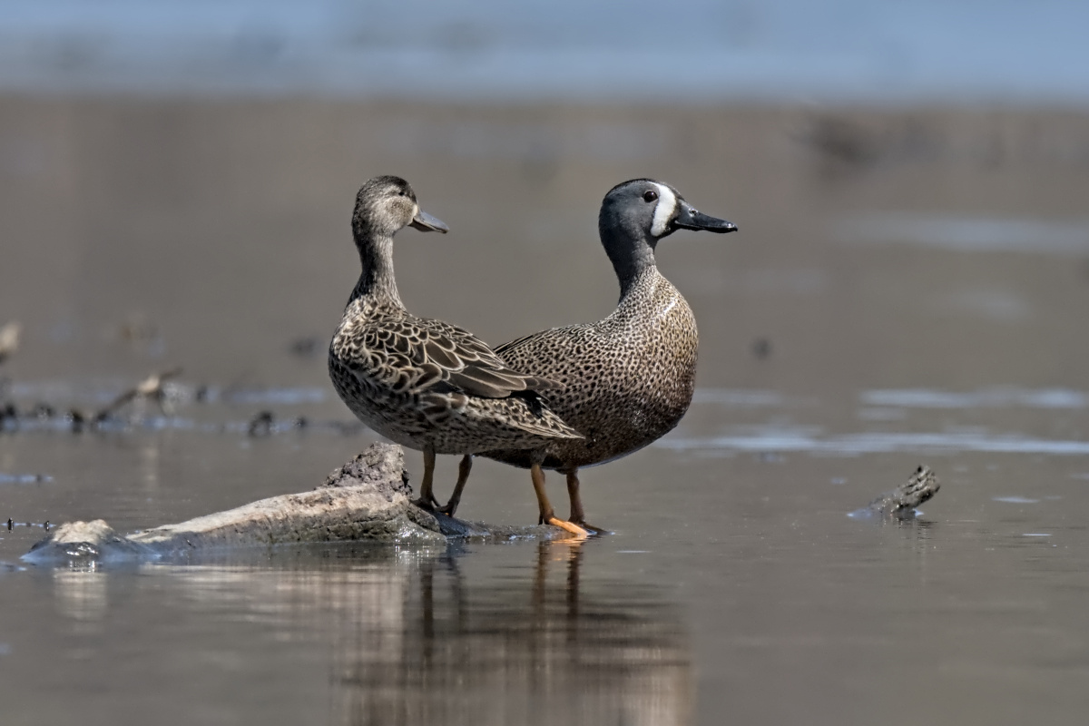 Wagers Pond & Vicinity 15