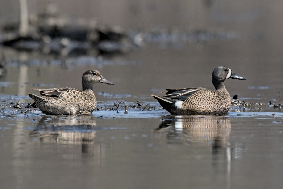 Wagers Pond & Vicinity 16