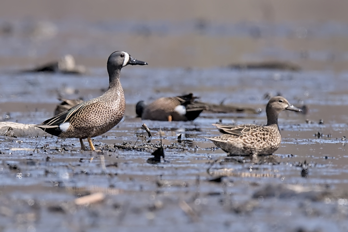 Wagers Pond & Vicinity 18