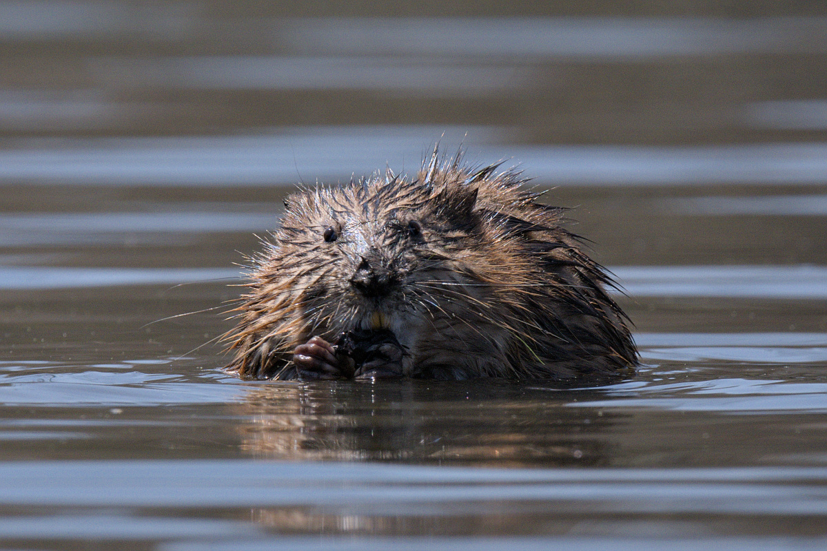 Wagers Pond & Vicinity 29