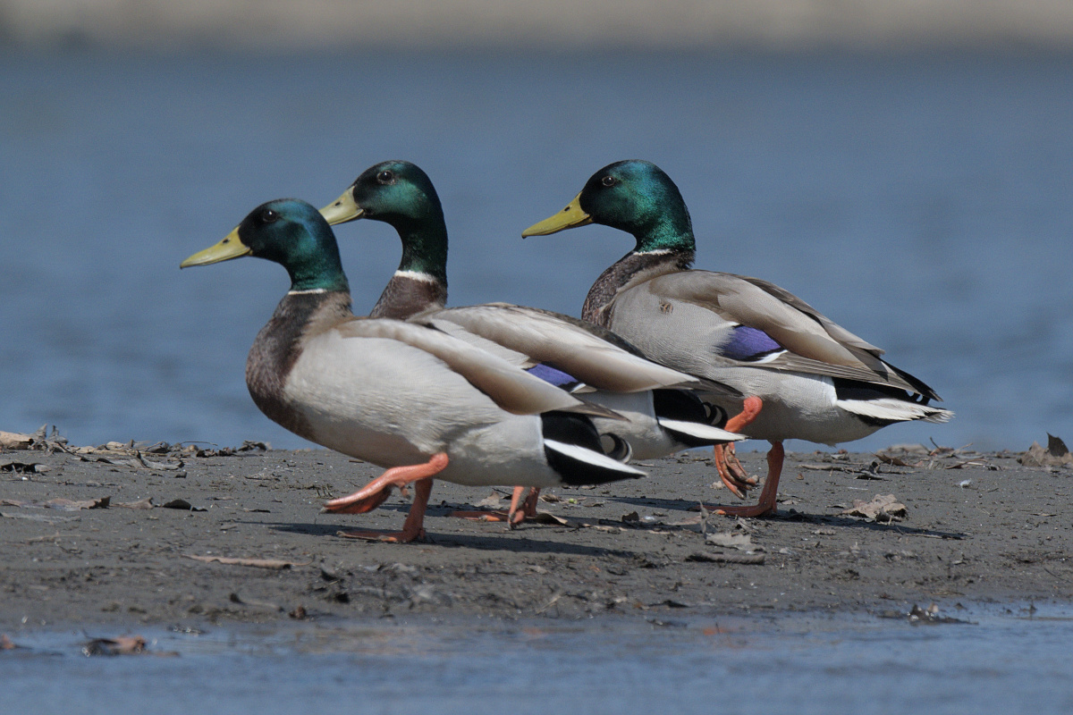 Wagers Pond & Vicinity 32