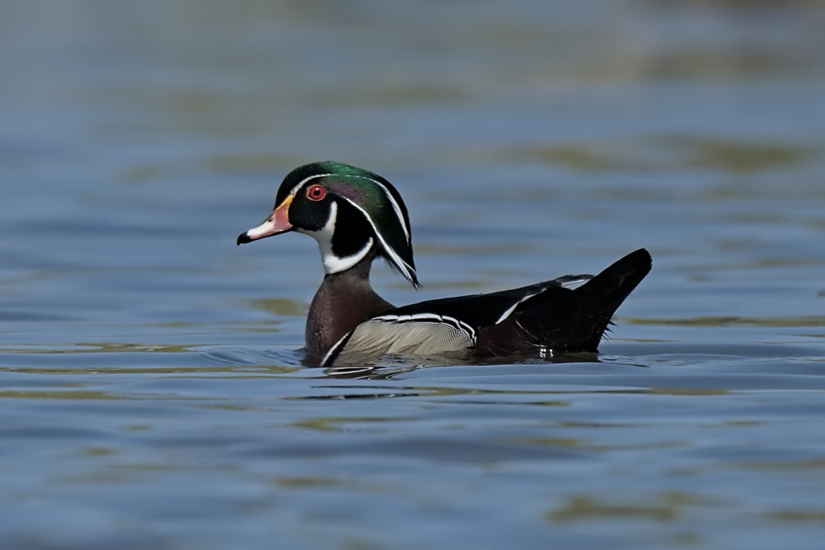 Wagers Pond & Vicinity 34