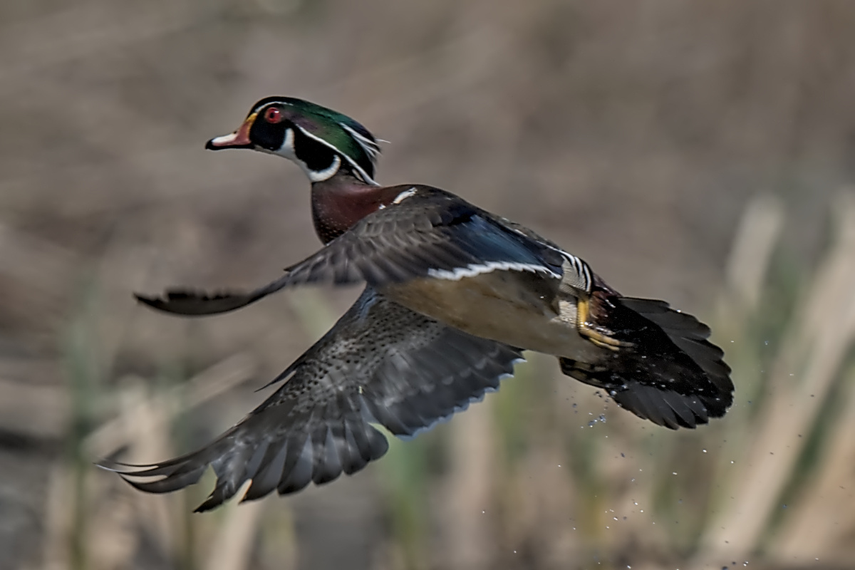 Wagers Pond & Vicinity 35