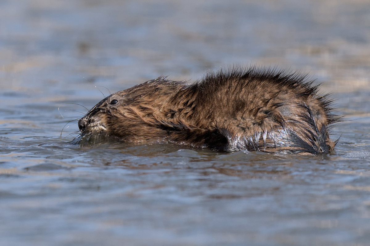 Wagers Pond & Vicinity 39