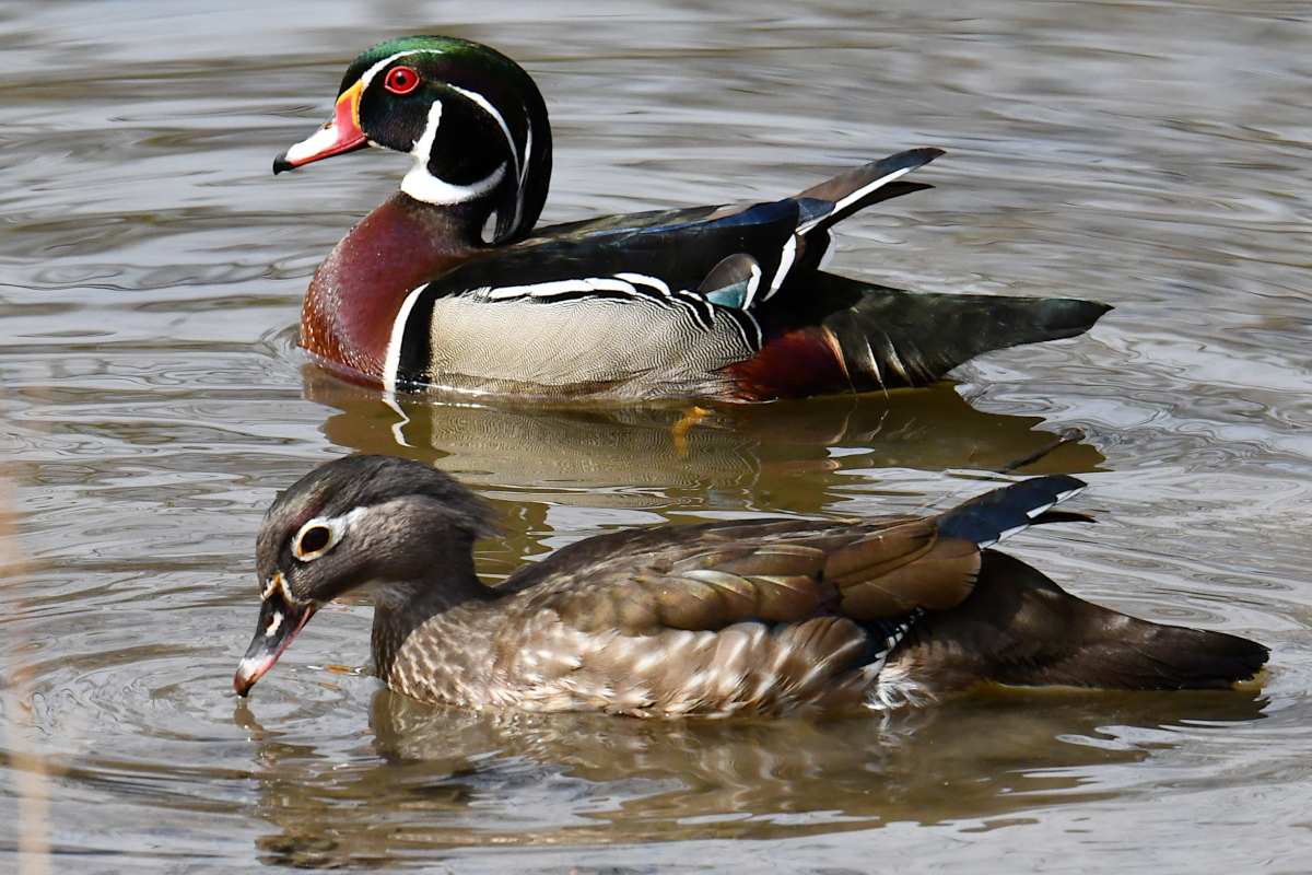 Weekend at Washington Park Lake 01