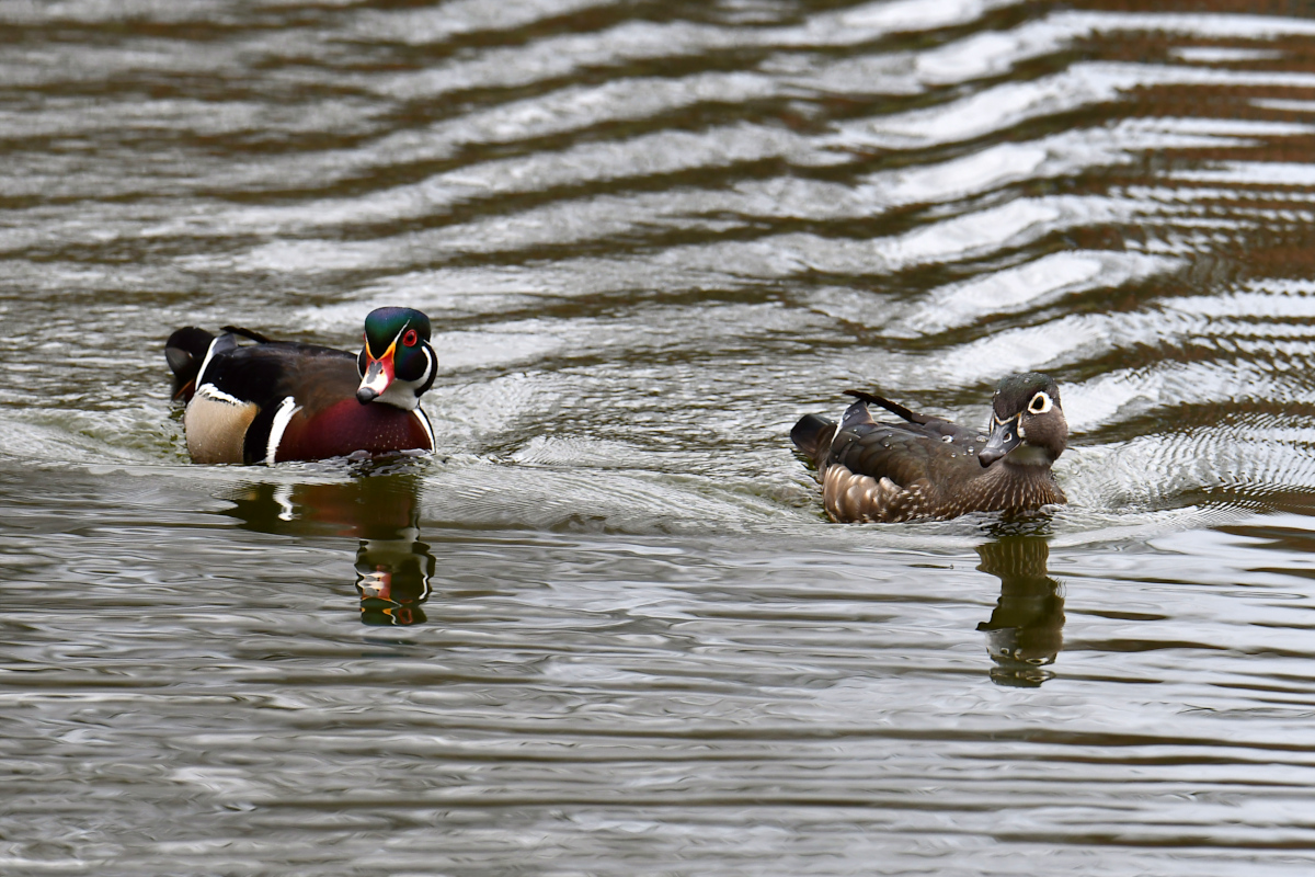 Weekend at Washington Park Lake 02