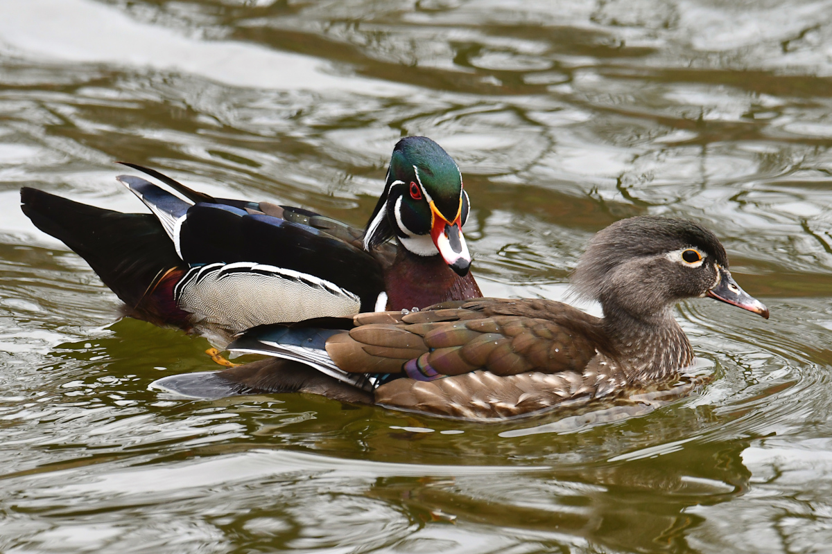 Weekend at Washington Park Lake 03