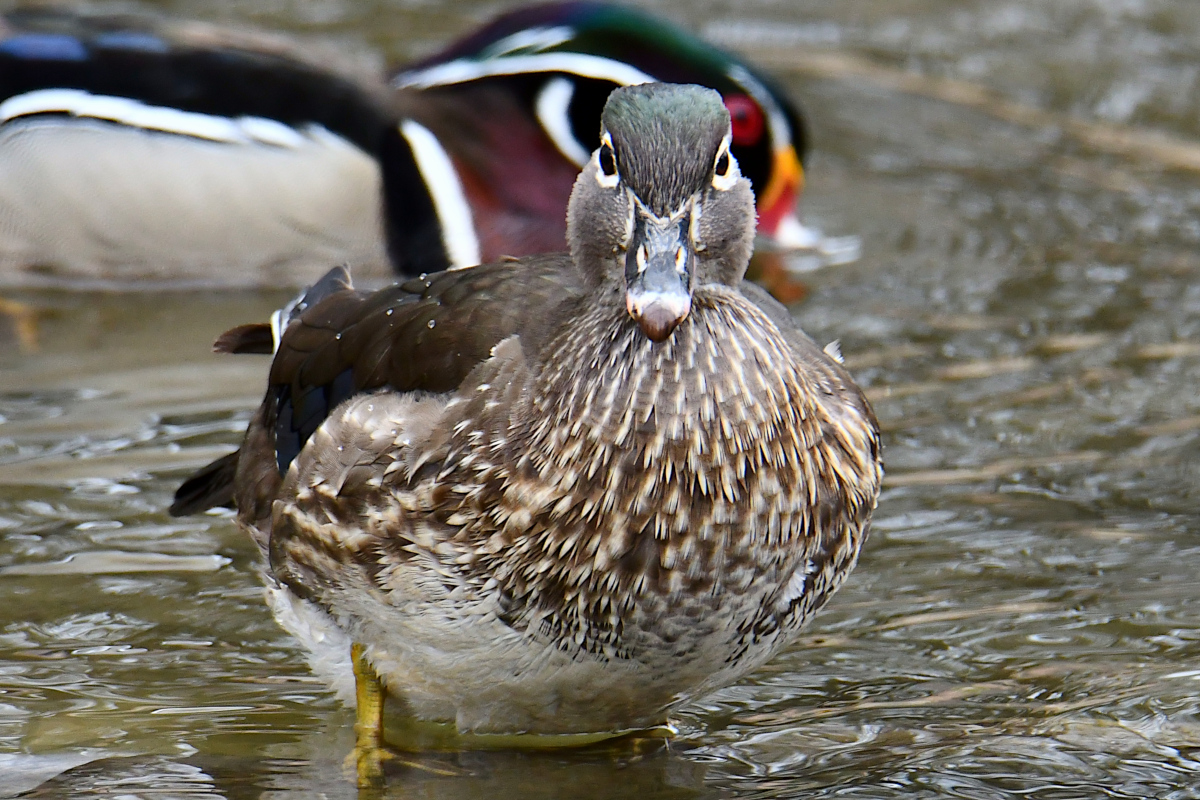 Weekend at Washington Park Lake 04